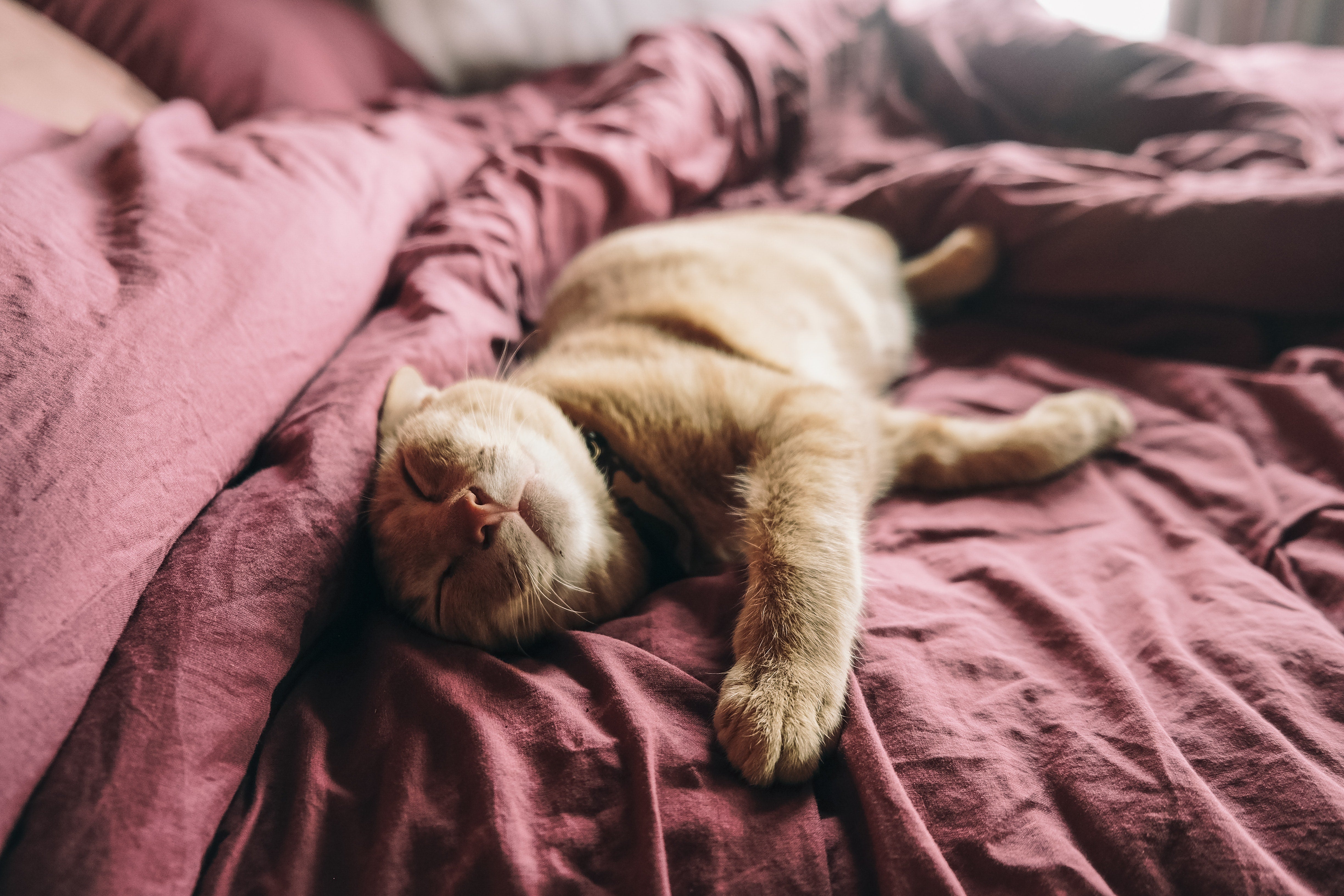 catnip - og er det farligt for katte? – Dyre-handel.dk