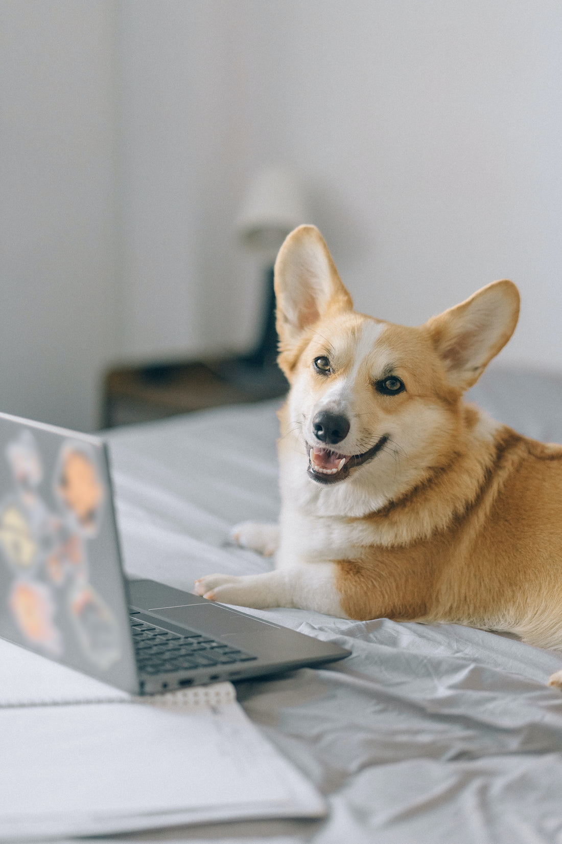 corgi hund ligger ved en laptop