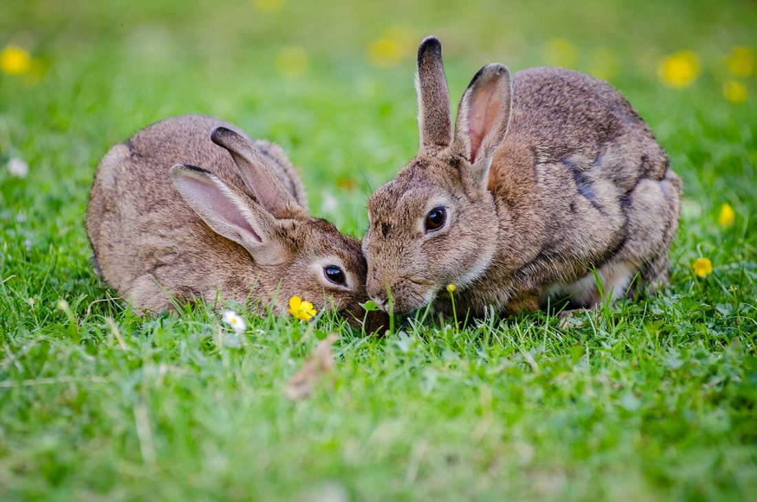 to kaniner på en græsmark