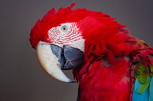 papegøje med røde fjer